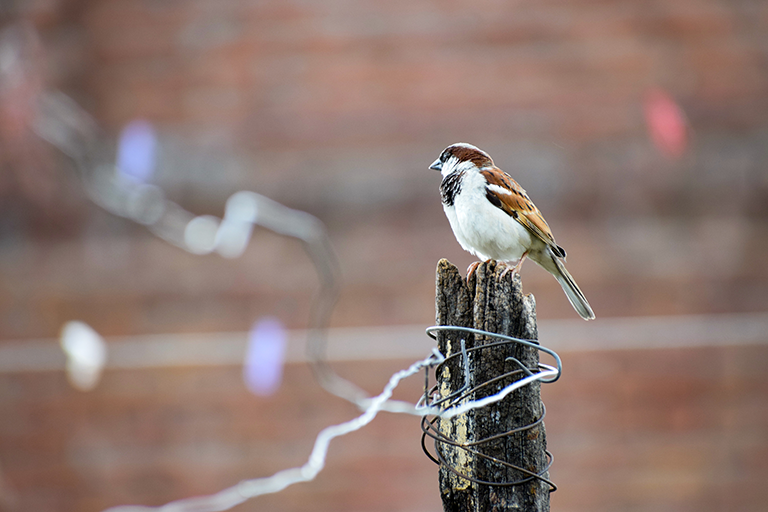 Many cities across India have seen a decline in their sparrow population.